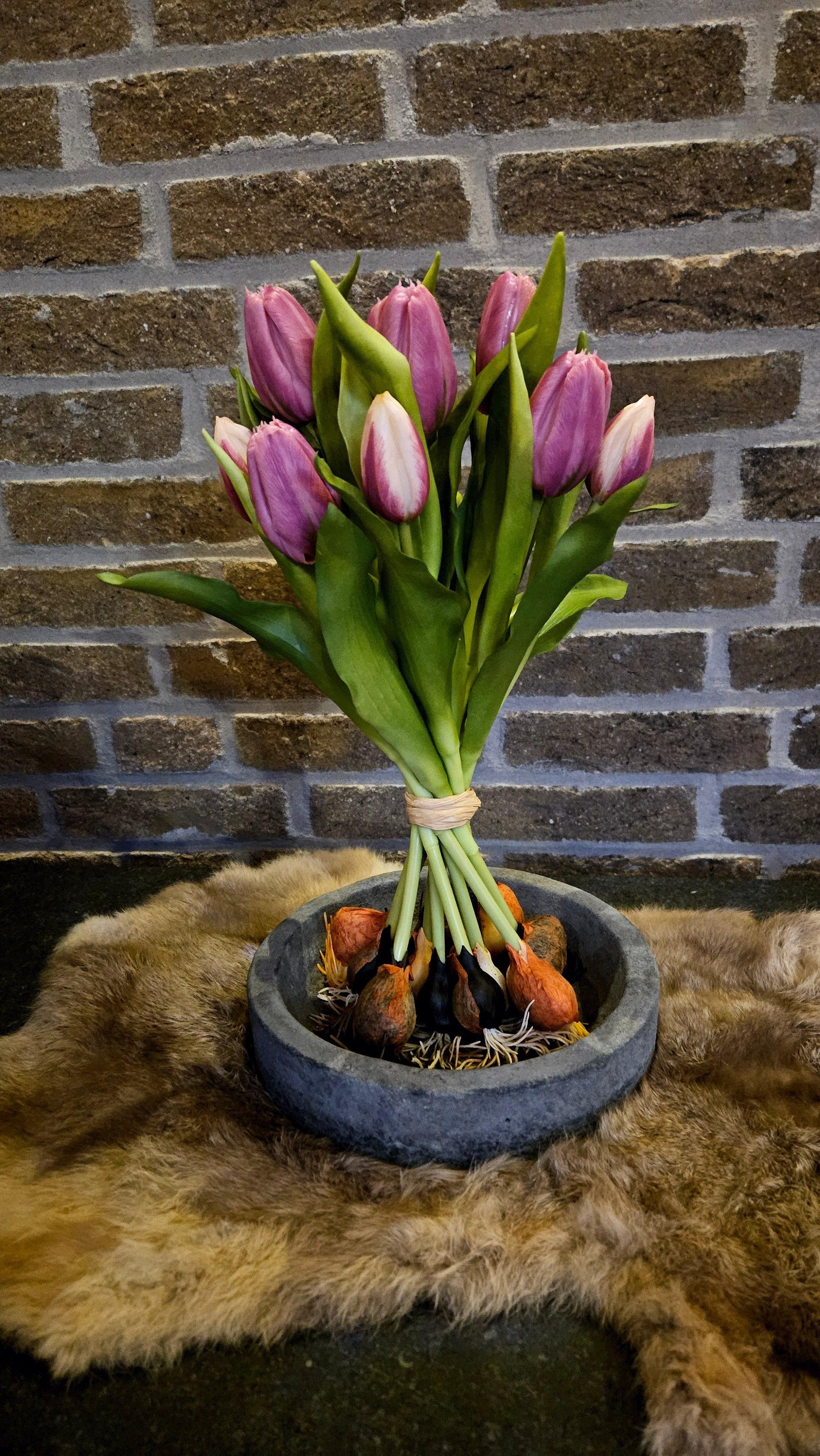 Tulpen schoof Paars - O zo sfeervol